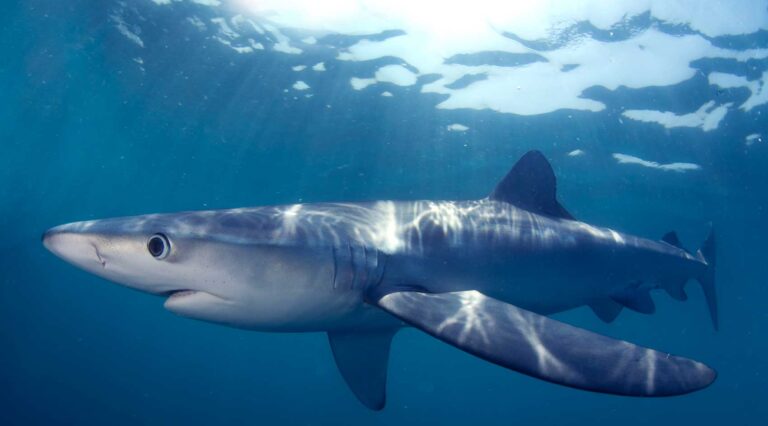 Atlantic Shark Expeditions - Blue shark