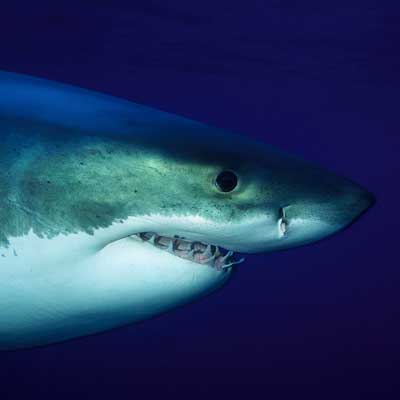 Atlantic Shark Expeditions - Great Whites Nova Scotia