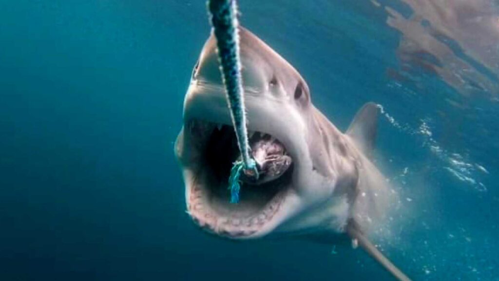 Great white shark photo for web design