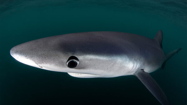 Admiral Shark Casino UK Review: A Deep Dive Into This Online Gaming Hub