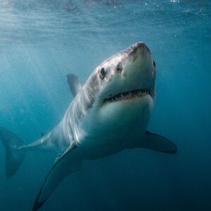 Yarmouth Great White Expeditions