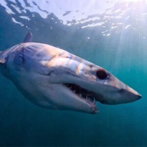 Halifax Shark Cage Diving Expedition