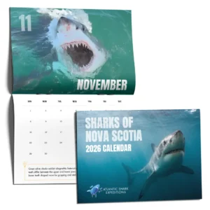 Sharks of Nova Scotia - 2026 Calendar