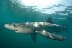 2025 Shark Discoveries Blue Shark