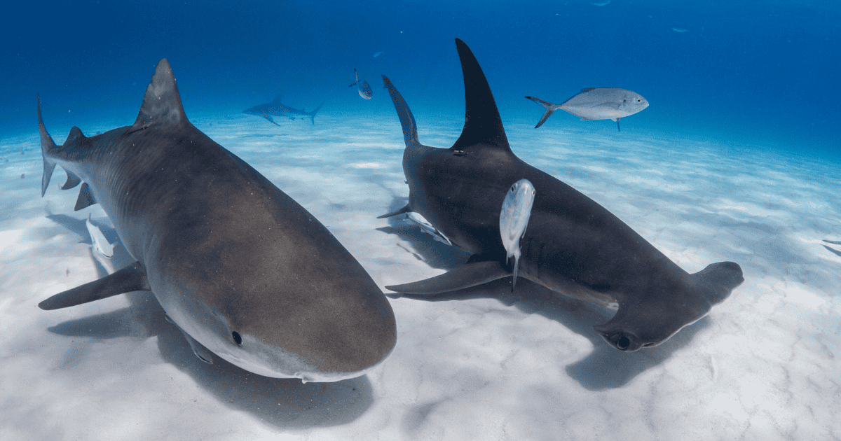 14 Groundbreaking 2025 Shark Discoveries - photo of a tiger shark and hammerhead shark taken off the Bahamas