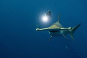 2025 Shark Discoveries Hammerhead and Diver