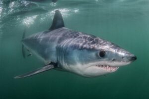 2025 Shark Discoveries Mako