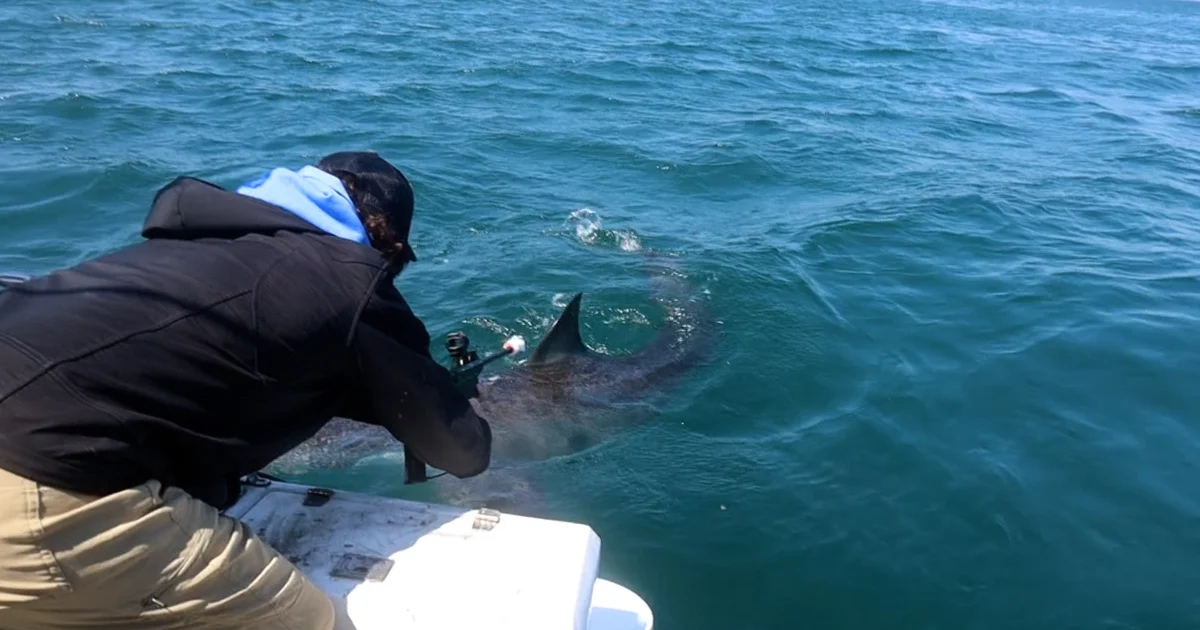 How to Become a Shark Researcher