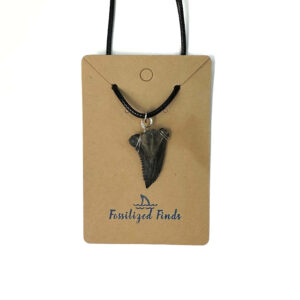 Fossilized Finds Shark Tooth Necklace